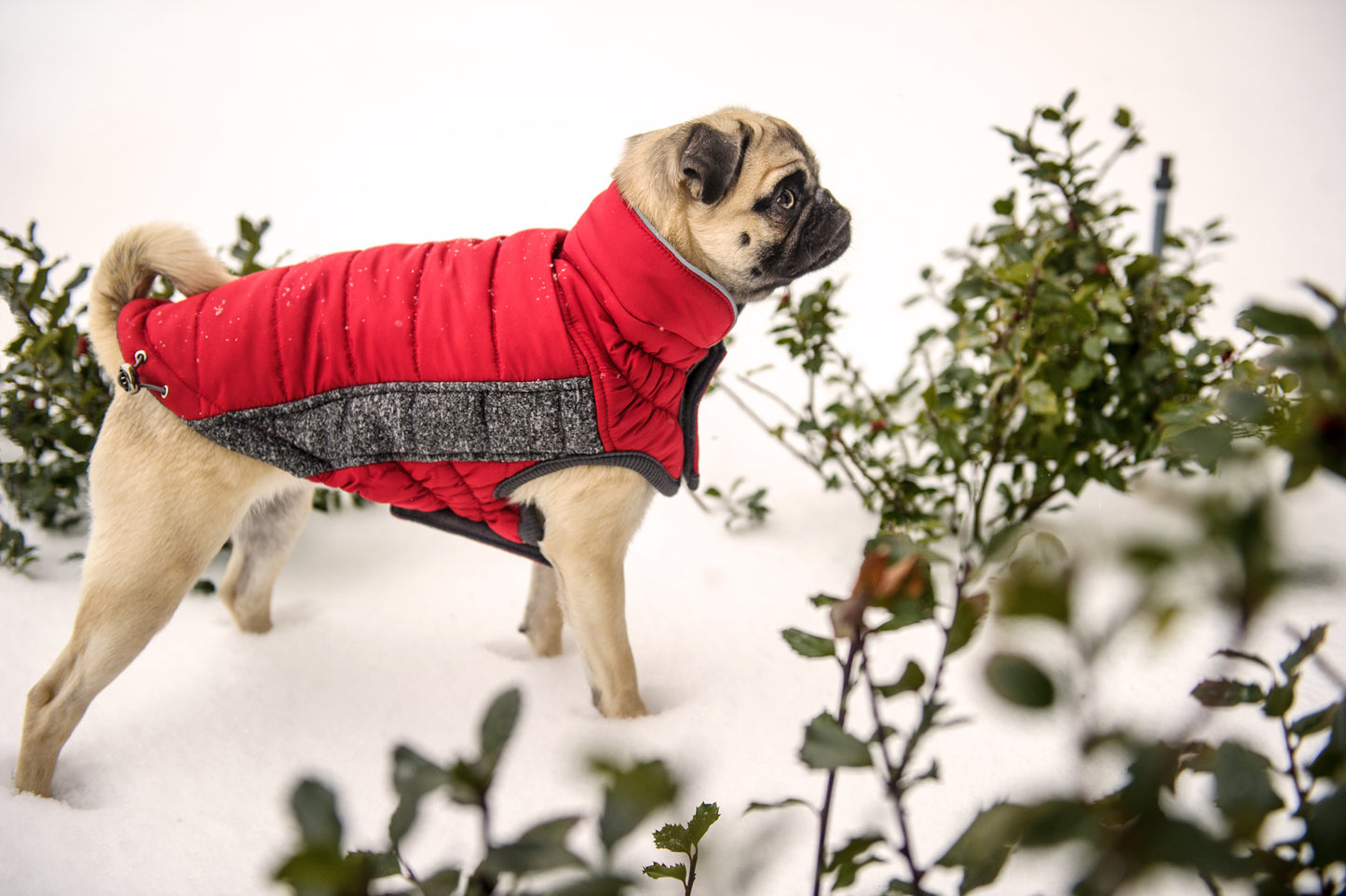 GFPET CHAQUETA ORFORD ROJO GRIS XS
