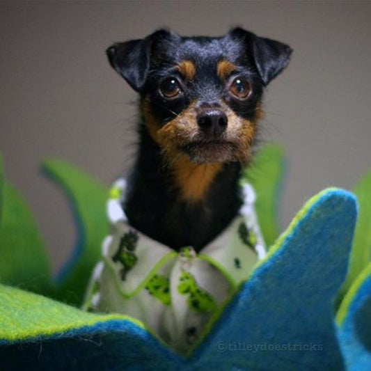 Dharma Dog Karma Cat Cesta Petalos Aqua