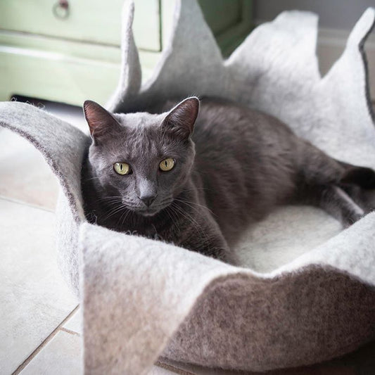 Dharma Dog Karma Cat Cesta Petalos Natural