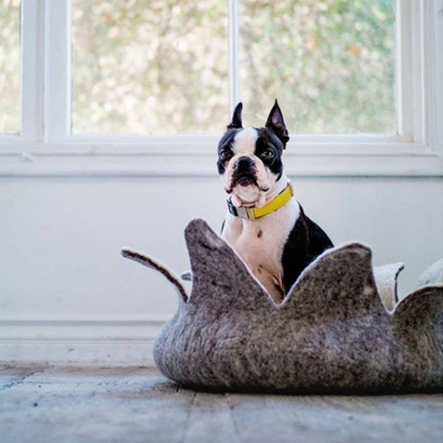 Dharma Dog Karma Cat Cesta Petalos Natural