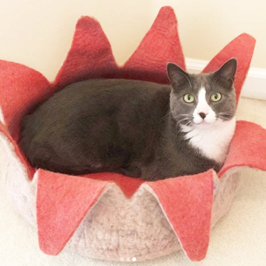 Dharma Dog Karma Cat Cesta Petalos Rose