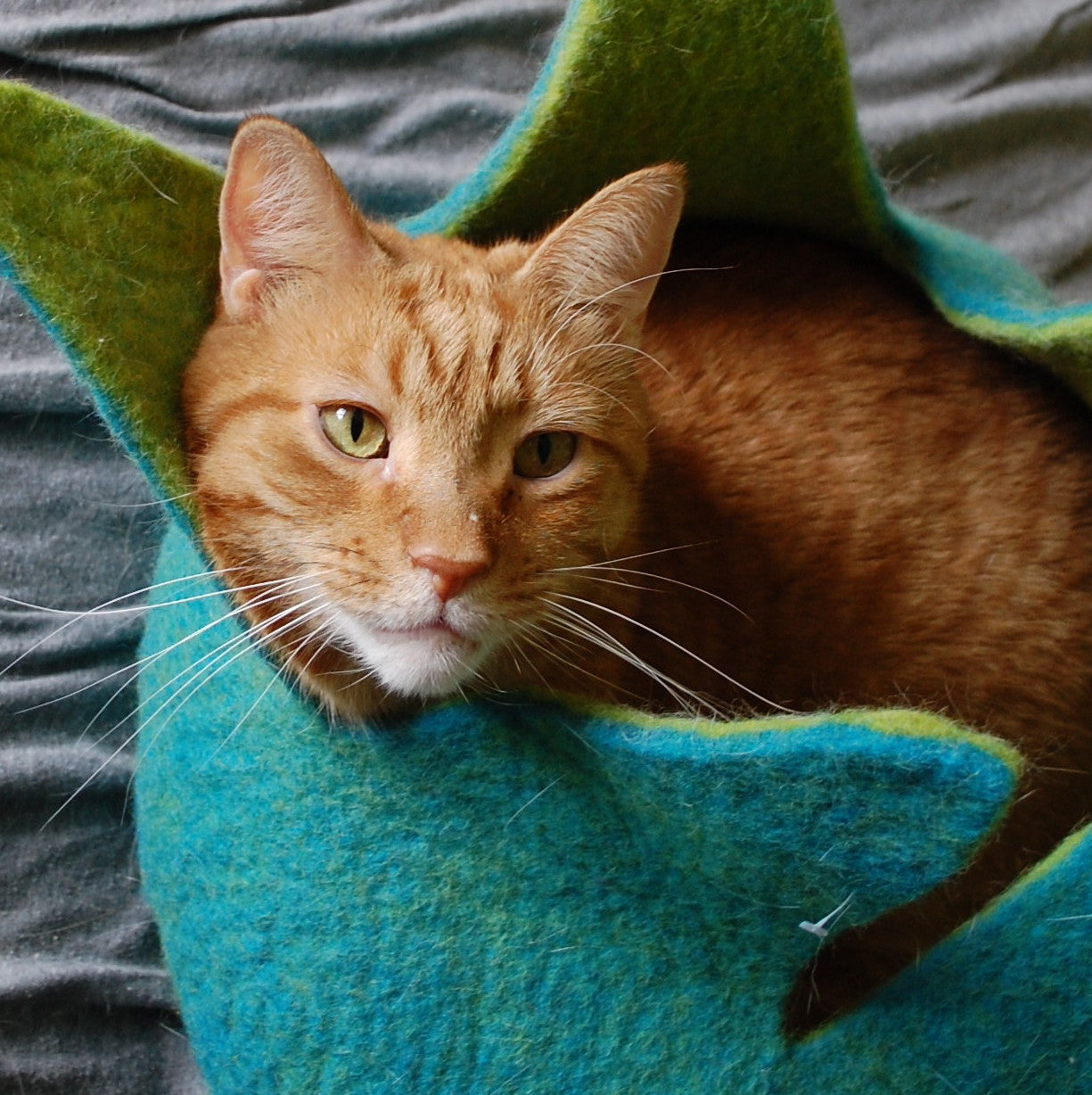 Dharma Dog Karma Cat Cesta Petalos Aqua