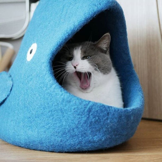 Dharma Dog Karma Cat Cueva Ballena Azul