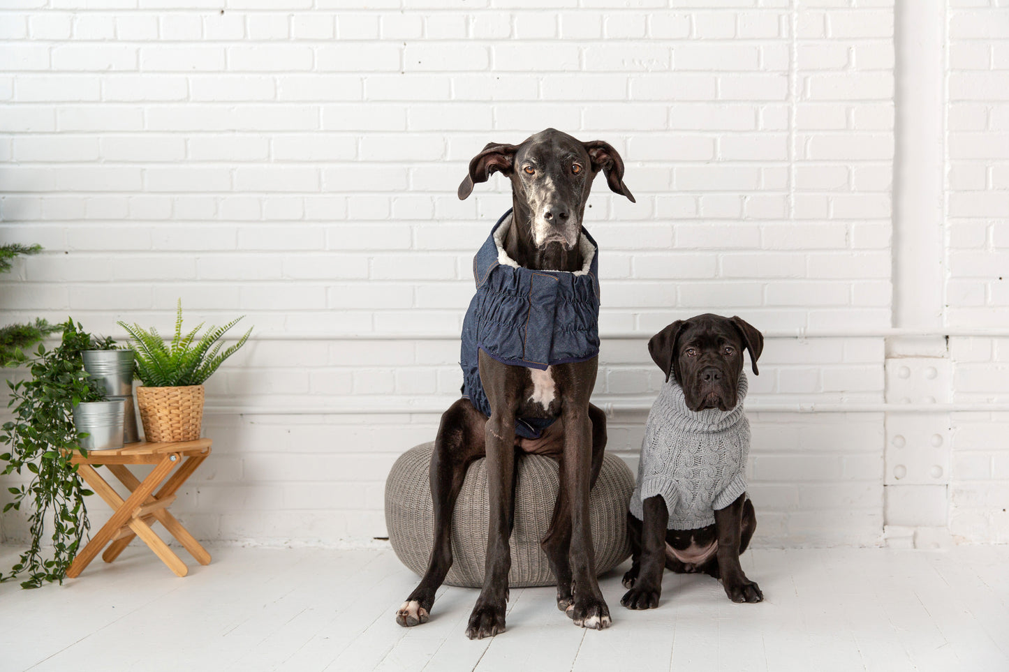 GFPET CHAQUETA DENIM XS