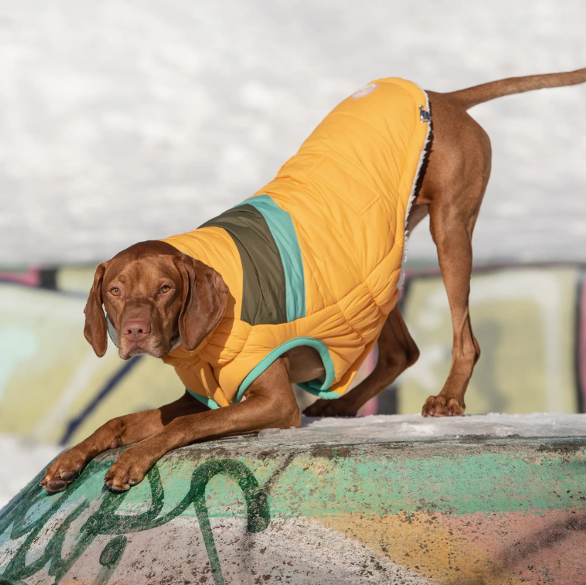 GF PET CHAQUETA ALPINE PUFFER AMARILLO S