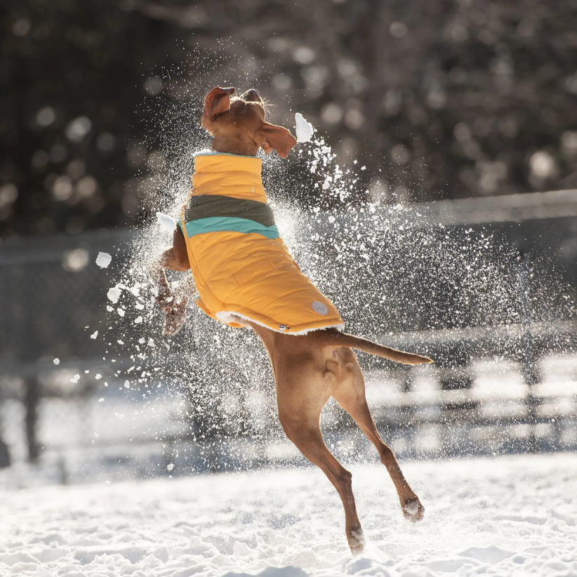 GF PET CHAQUETA ALPINE PUFFER AMARILLO S
