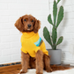 GFPET SWEATER ALPINE AMARILLO S